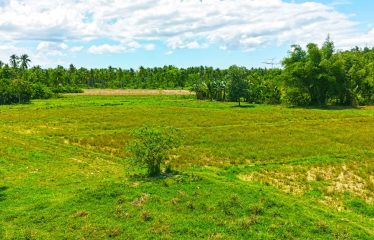 Investment Estate near Port Barton Beach