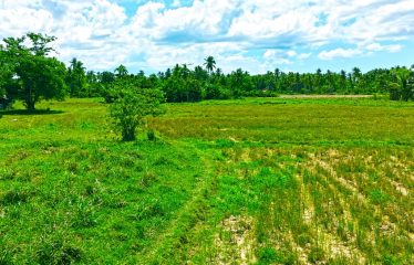 Investment Estate near Port Barton Beach