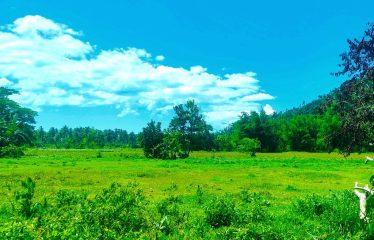 Investment Estate near Port Barton Beach