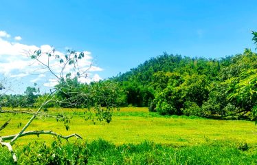 Investment Estate near Port Barton Beach