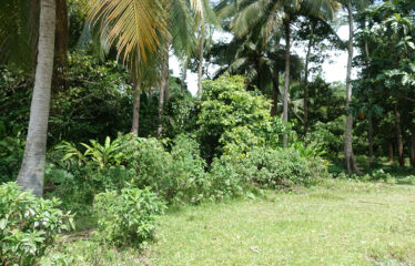 Asset Estate within Economic Zone