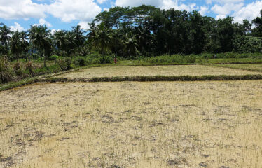 Residential Asset Estate within Economic Zone