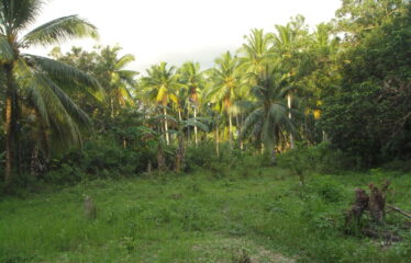 Agri-Residential Estate Near Beach